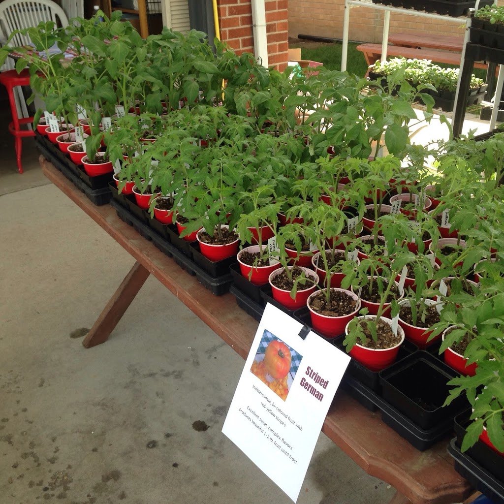 heirloom tomato plants for sale