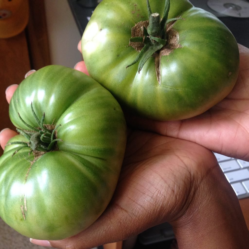 Green Giant tomatoes