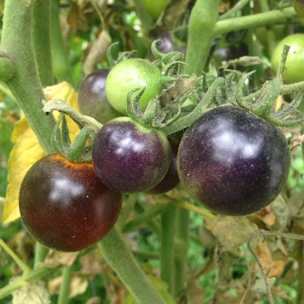 Best Way to Plant Tomatoes, Period!
