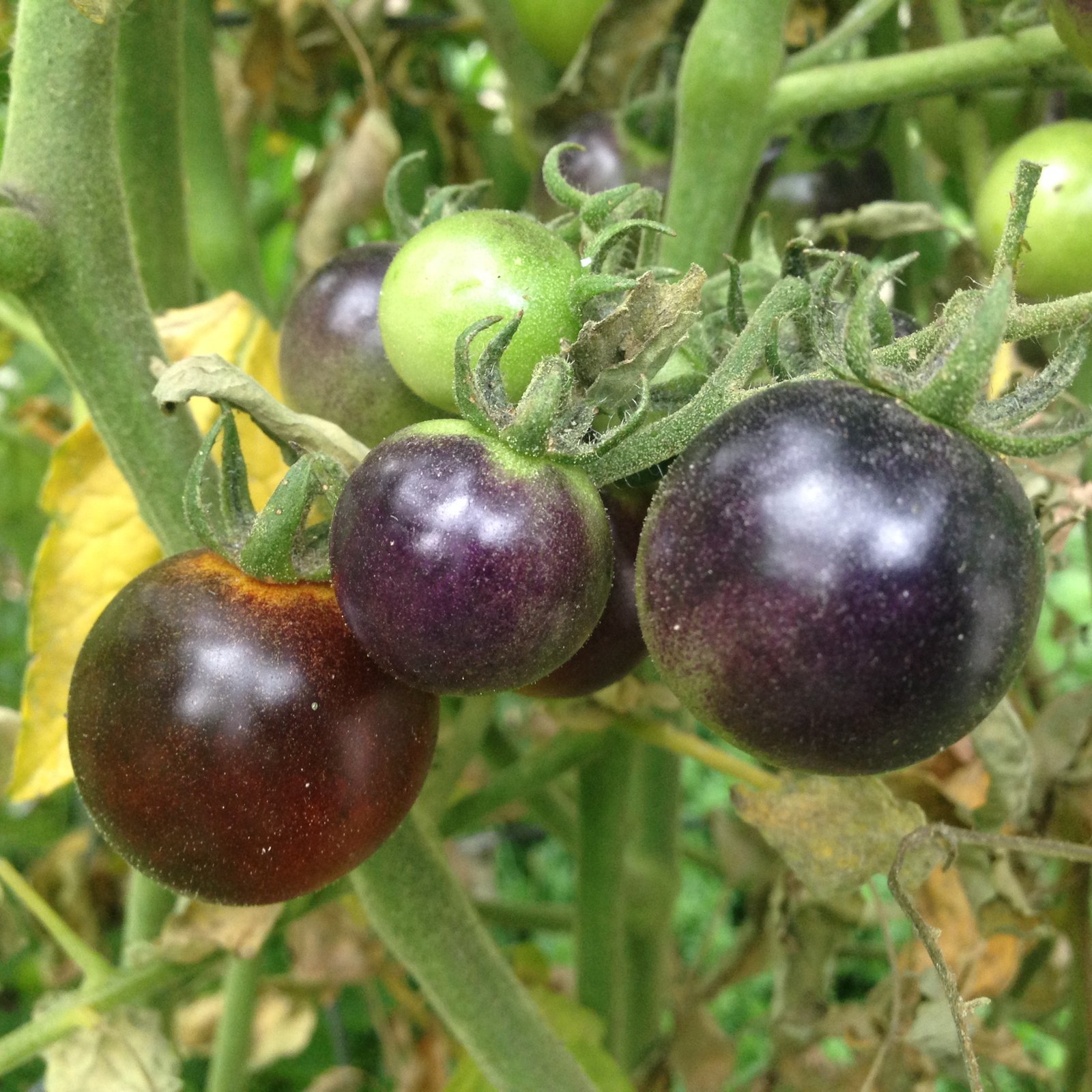 Best Way to Plant Tomatoes, Period! - 5280heirlooms.com