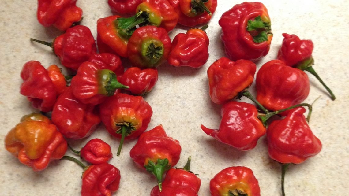 Scotch Bonnet Pepper