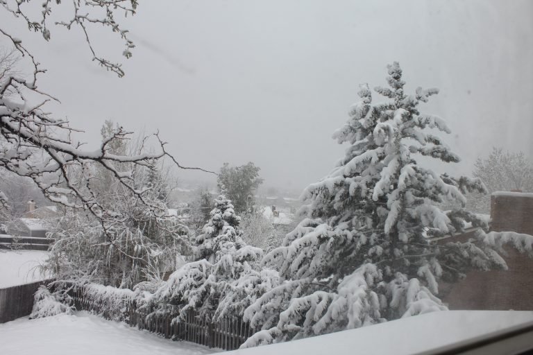 When to Plant Your Tomato and Pepper Plants in Denver