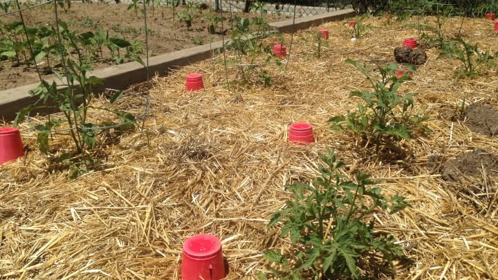 When to Plant Tomatoes and Peppers in Denver