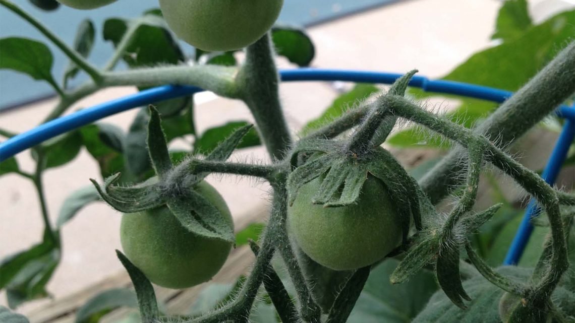 A Solid Fertilization Routine Can Be the Difference Between a Ho-Hum Tomato Season and…