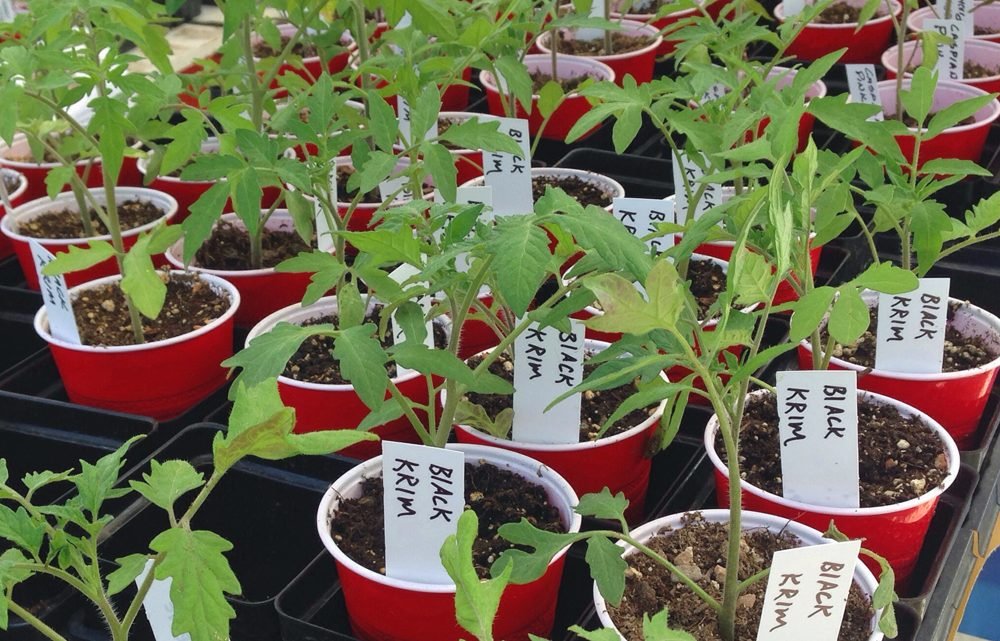 2020 Heirloom Tomato Plant Sale – Online Store Now Open