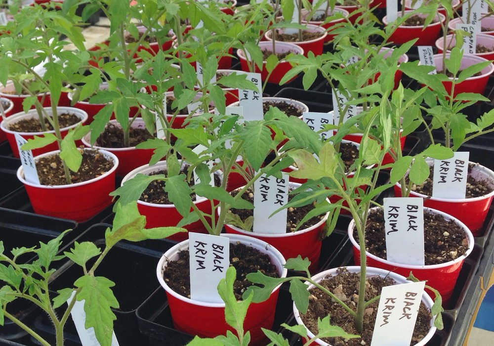 2020 Heirloom Tomato Plant Sale - Online Store Now Open - 5280heirlooms.com