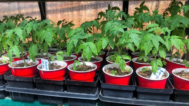We Still Have Heirloom Tomato Plants!
