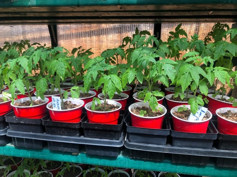 PreOrder Now for the 2020 Heirloom Plant Sale