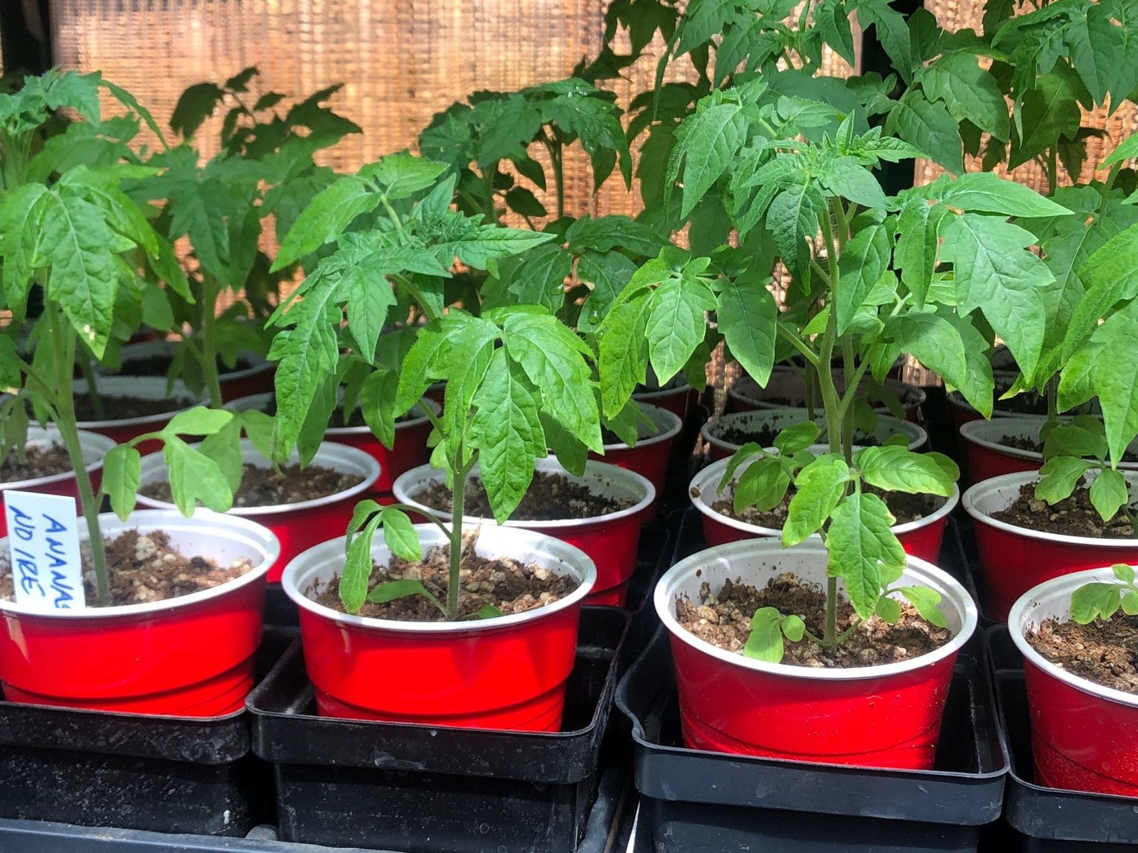 2021 Annual Heirloom Tomato Plant Sale Info