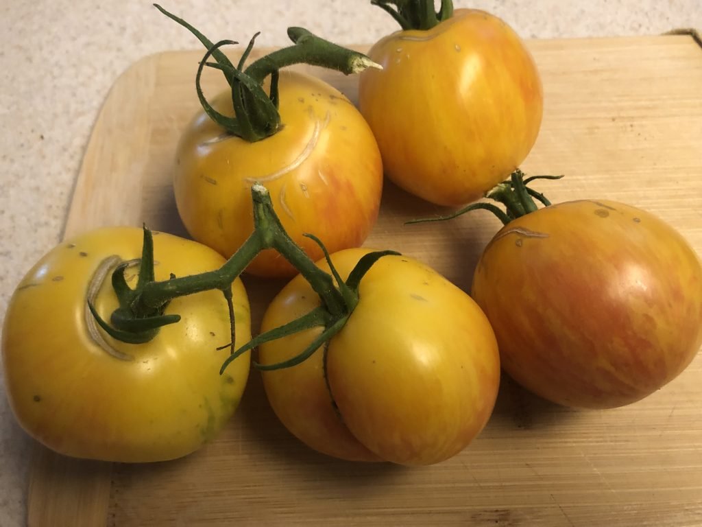 image of five yellow and orange streaked lava flow heirloom tomatoes