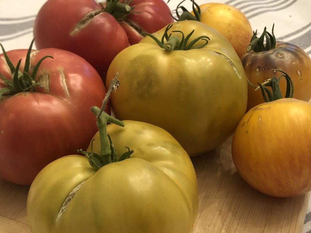 Brandywine Sudduth, Uluru Ochre and Lava Flow heirloom tomatoes