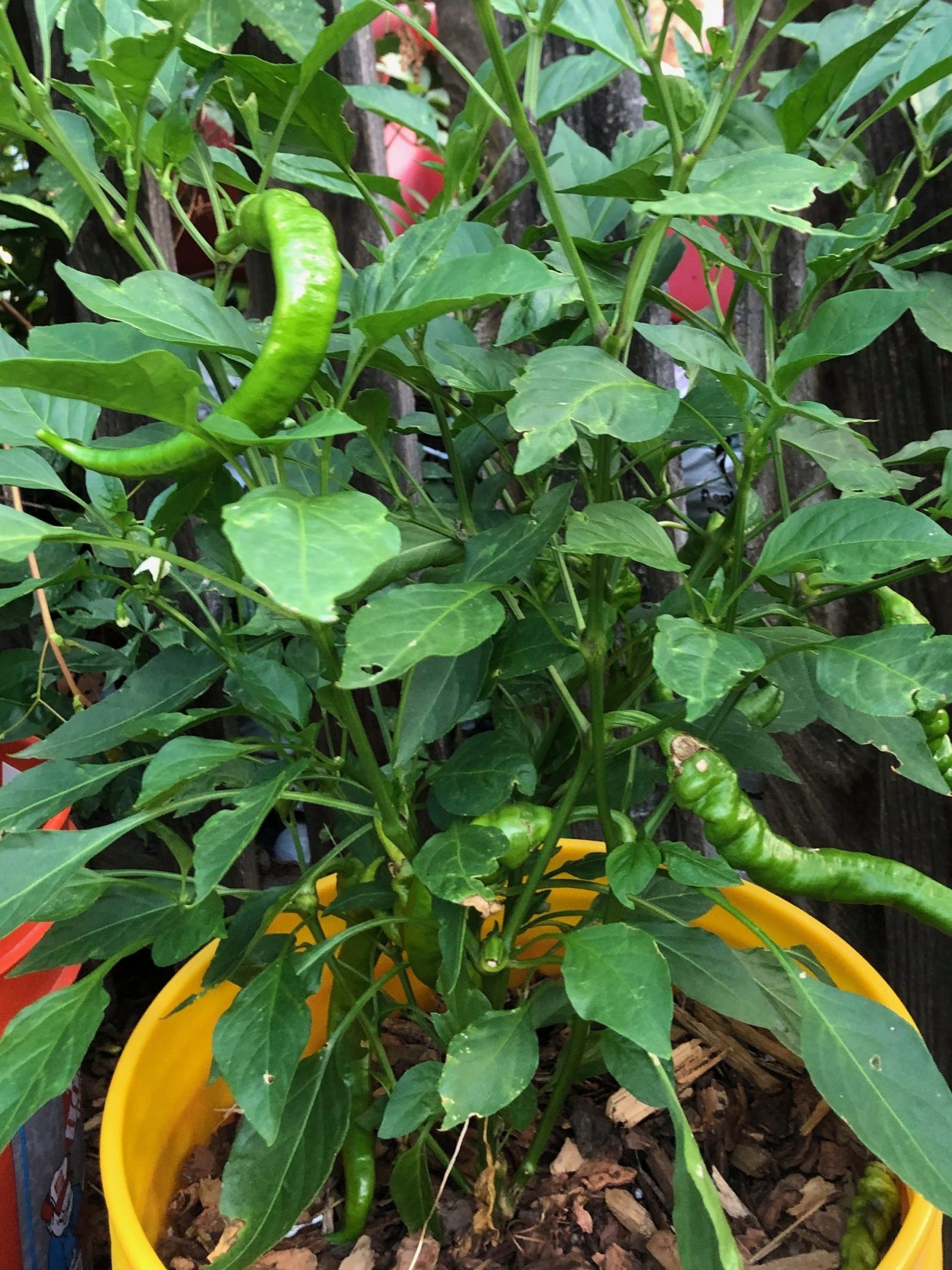 Mature Jimmy Nardello plant with peppers