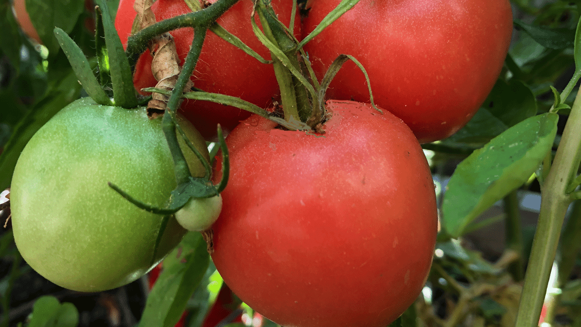 Moskovich Heirloom Tomato of the Week