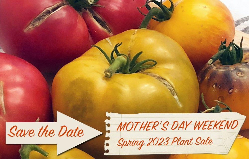 IMPORTANT UPDATE TO 5280 Heirlooms Tomato & Pepper Plant Sale 2023
