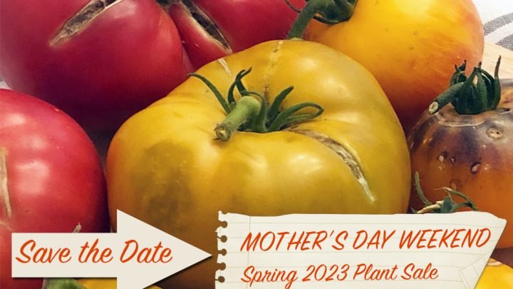 IMPORTANT UPDATE TO 5280 Heirlooms Tomato & Pepper Plant Sale 2023