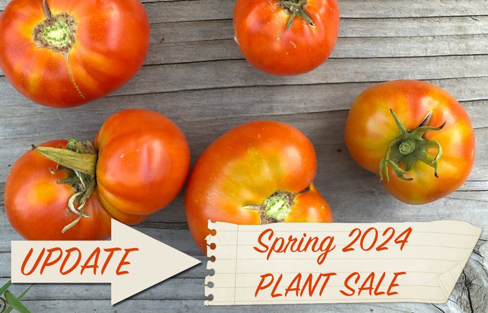 5280 Heirlooms Annual Tomato and Pepper Plant Sale 2024 — UPDATE — SOLD OUT