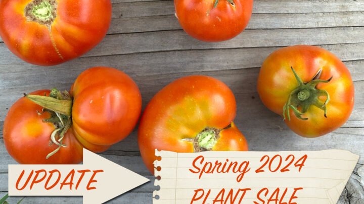 5280 Heirlooms Annual Tomato and Pepper Plant Sale 2024 — UPDATE — SOLD OUT