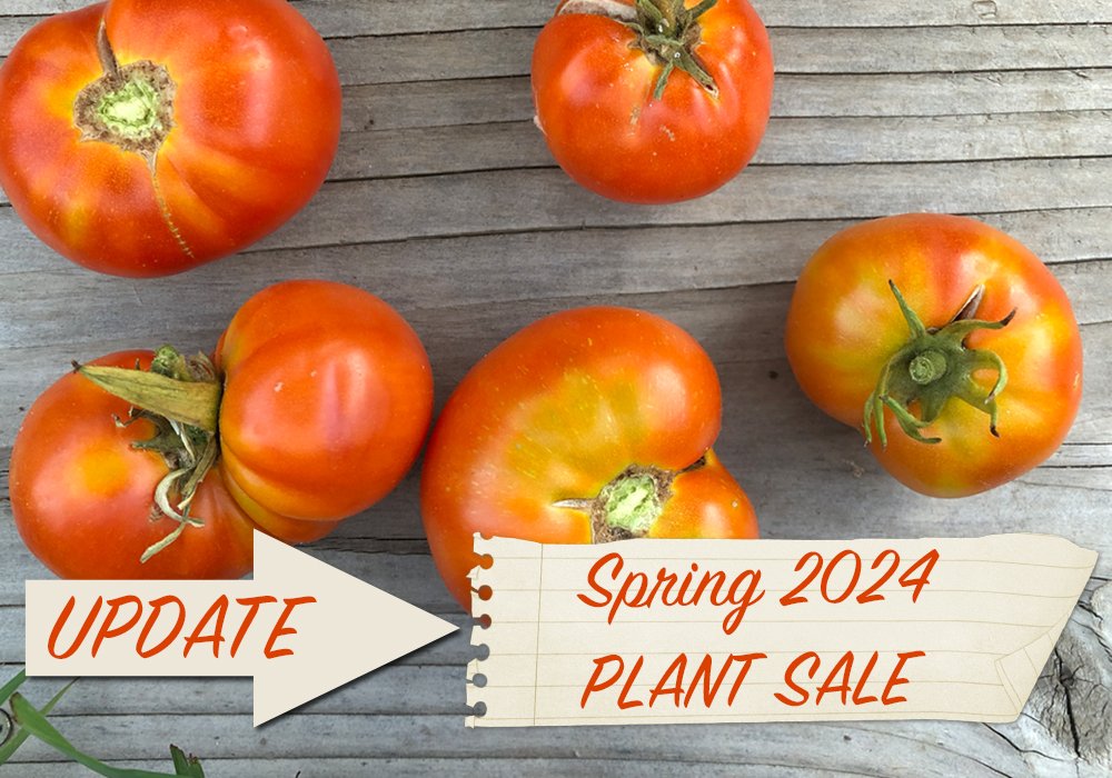 picture of red heirloom tomatoes with spring 2024 plant sale banner for 5280 heirlooms annual tomato and pepper plant sale